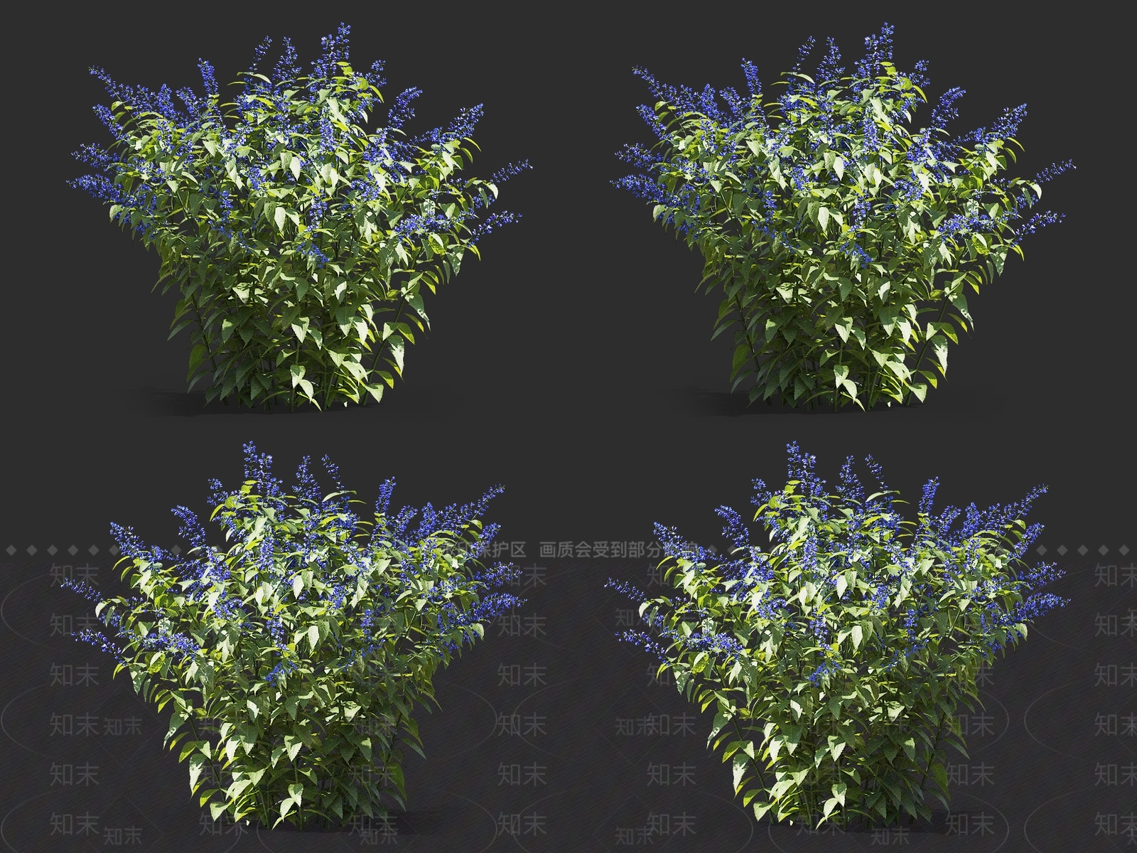 鼠尾草3D模型下载【ID:1145476205】