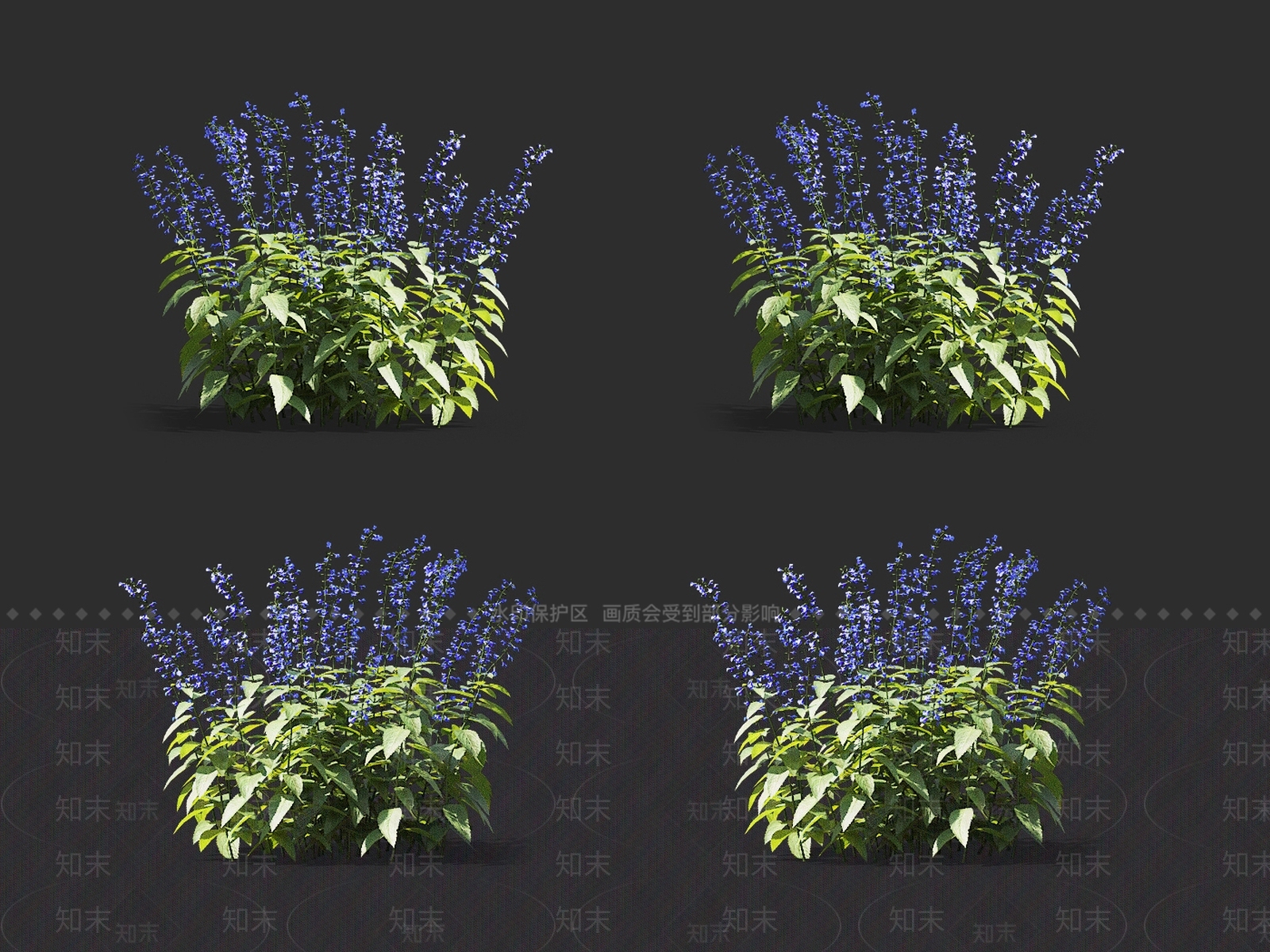 鼠尾草3D模型下载【ID:1145476153】