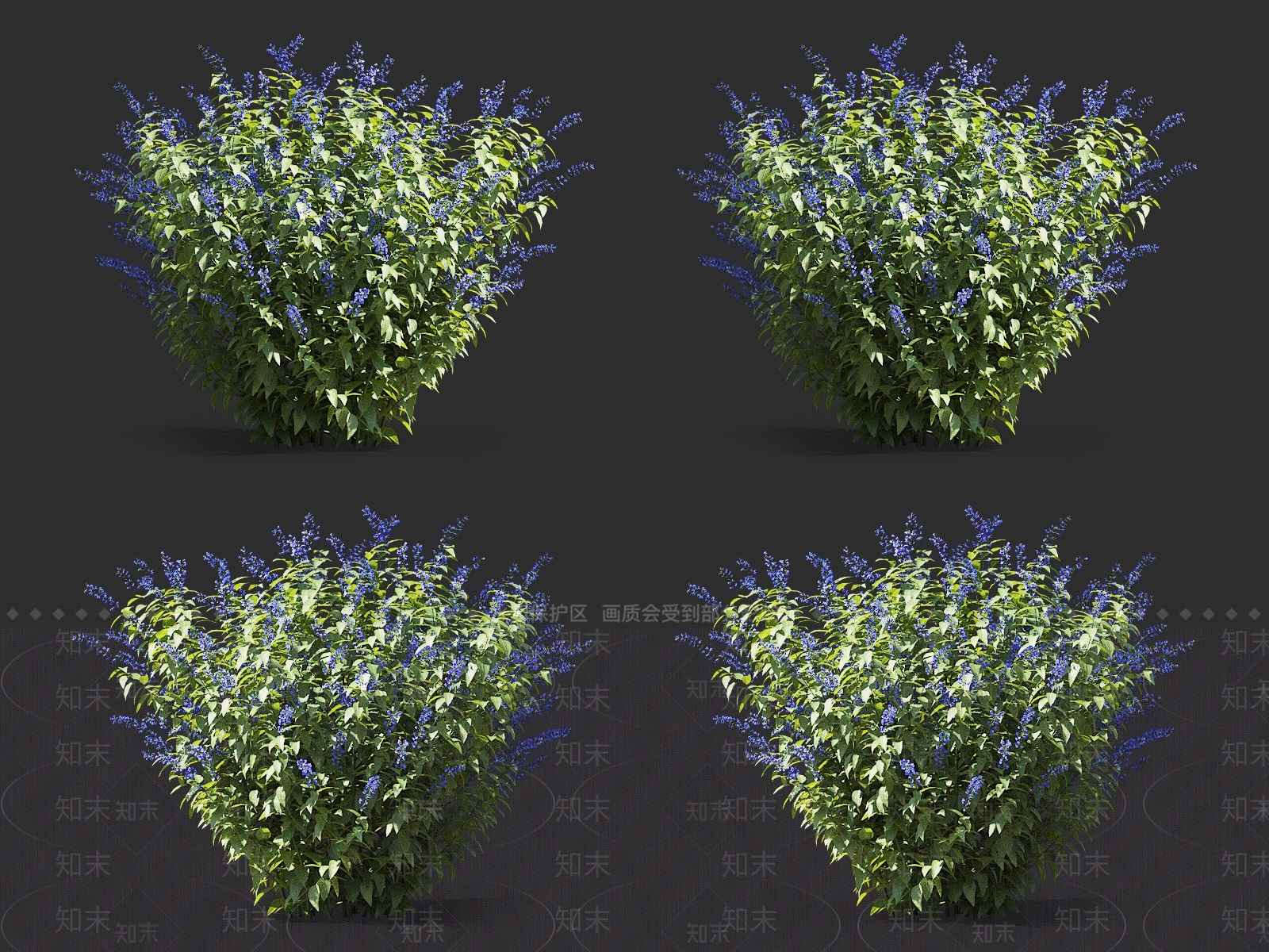 鼠尾草3D模型下载【ID:1145476059】