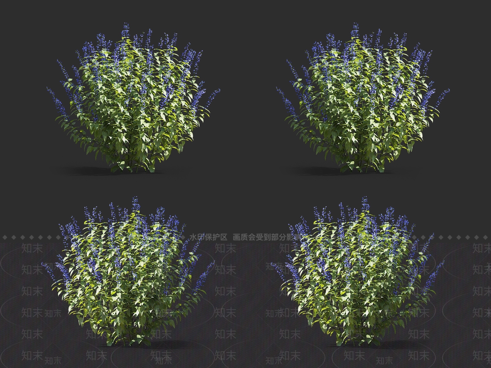 鼠尾草3D模型下载【ID:1145476004】