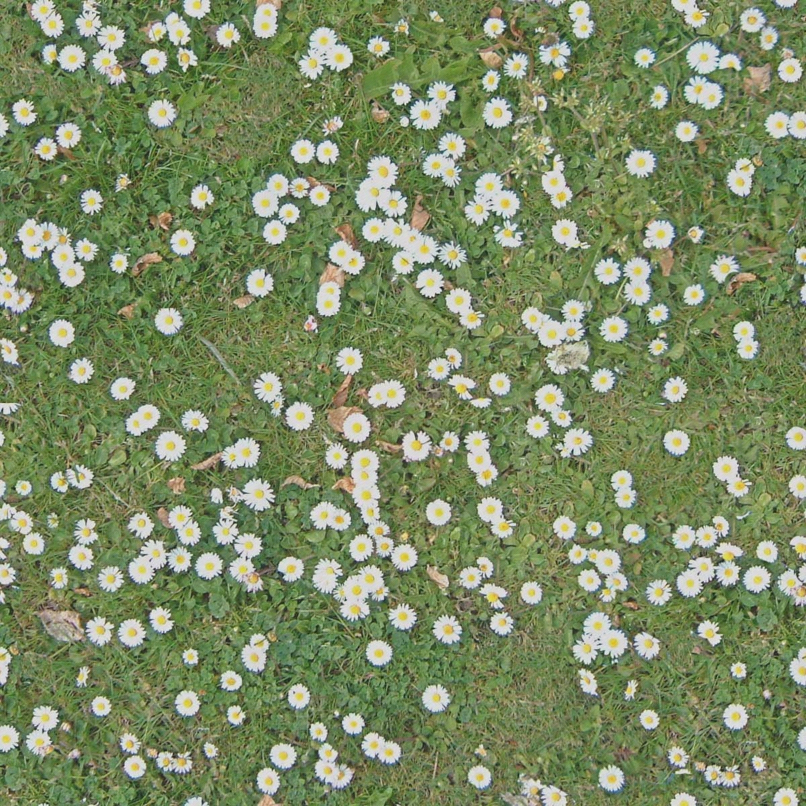 无缝自然野花草皮草坪草地地面贴图贴图下载【ID:1145566600】