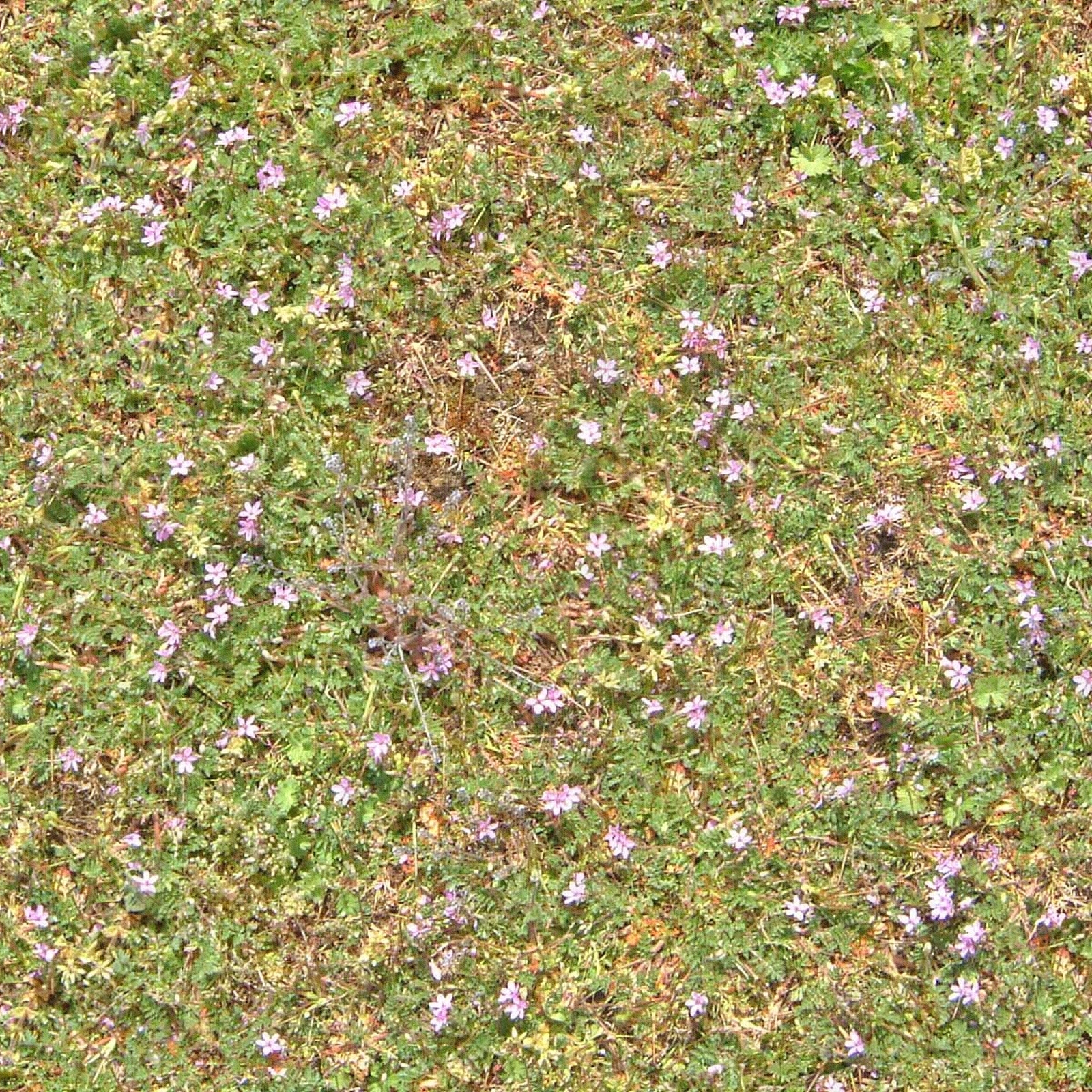 无缝自然野花草皮草坪草地地面贴图贴图下载【ID:1145566623】