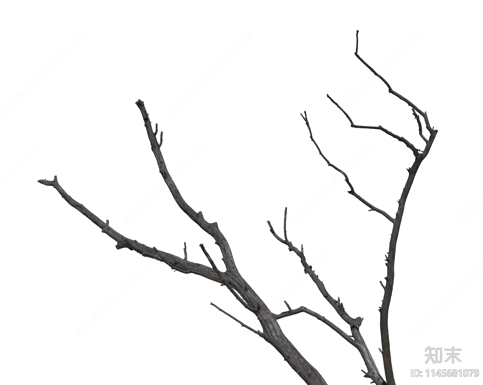 PNG免抠秋冬落叶乔木枯树树枝贴图下载【ID:1145681079】