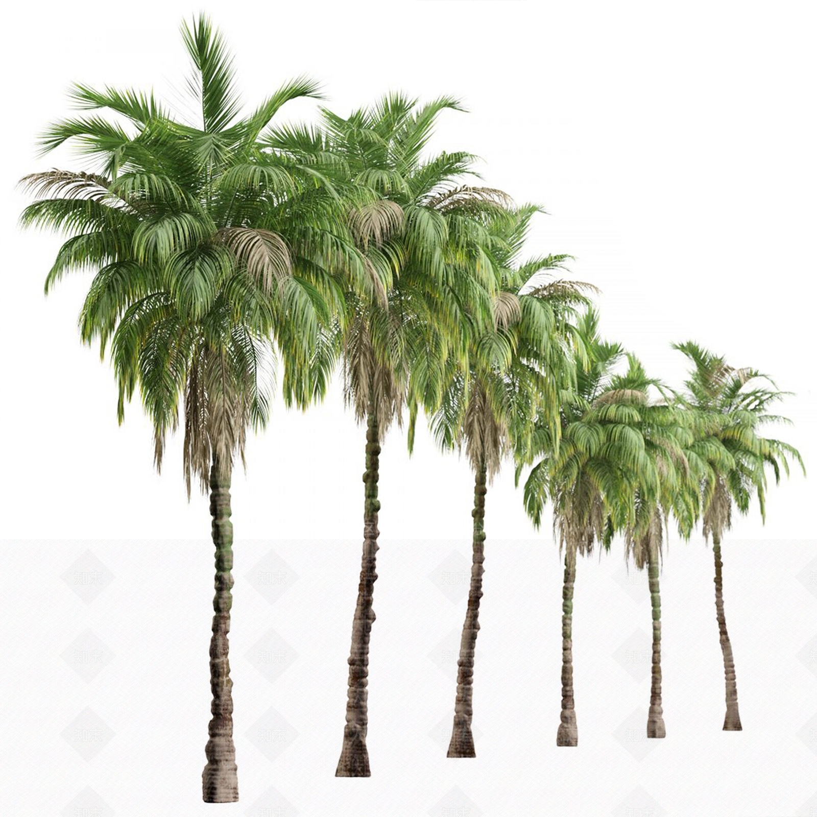 热带棕榈树SU模型下载【ID:1145774091】