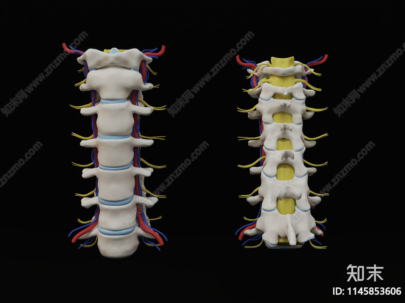 颈椎椎神经3D模型下载【ID:1145853606】