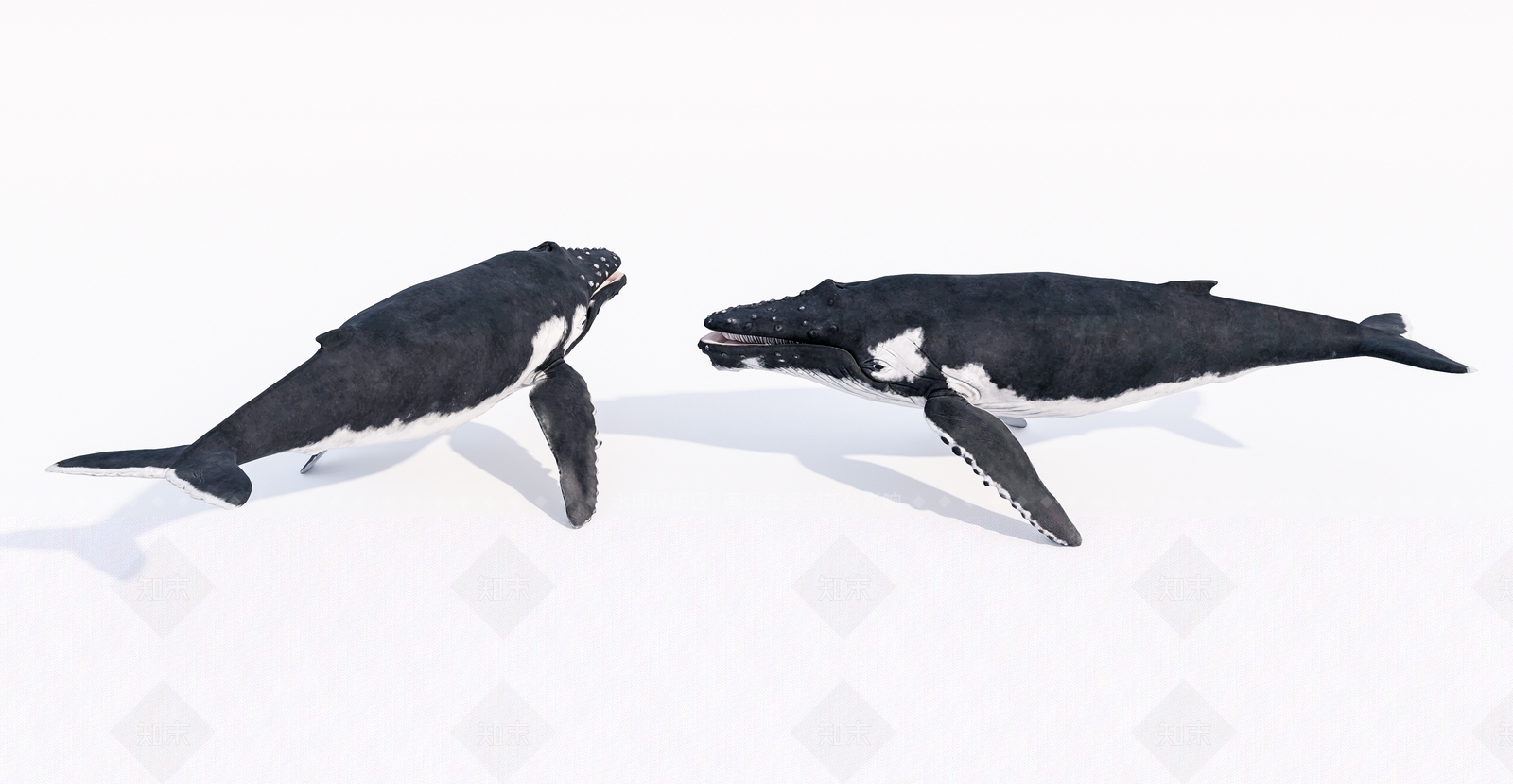 水生类动物3D模型下载【ID:1145920162】