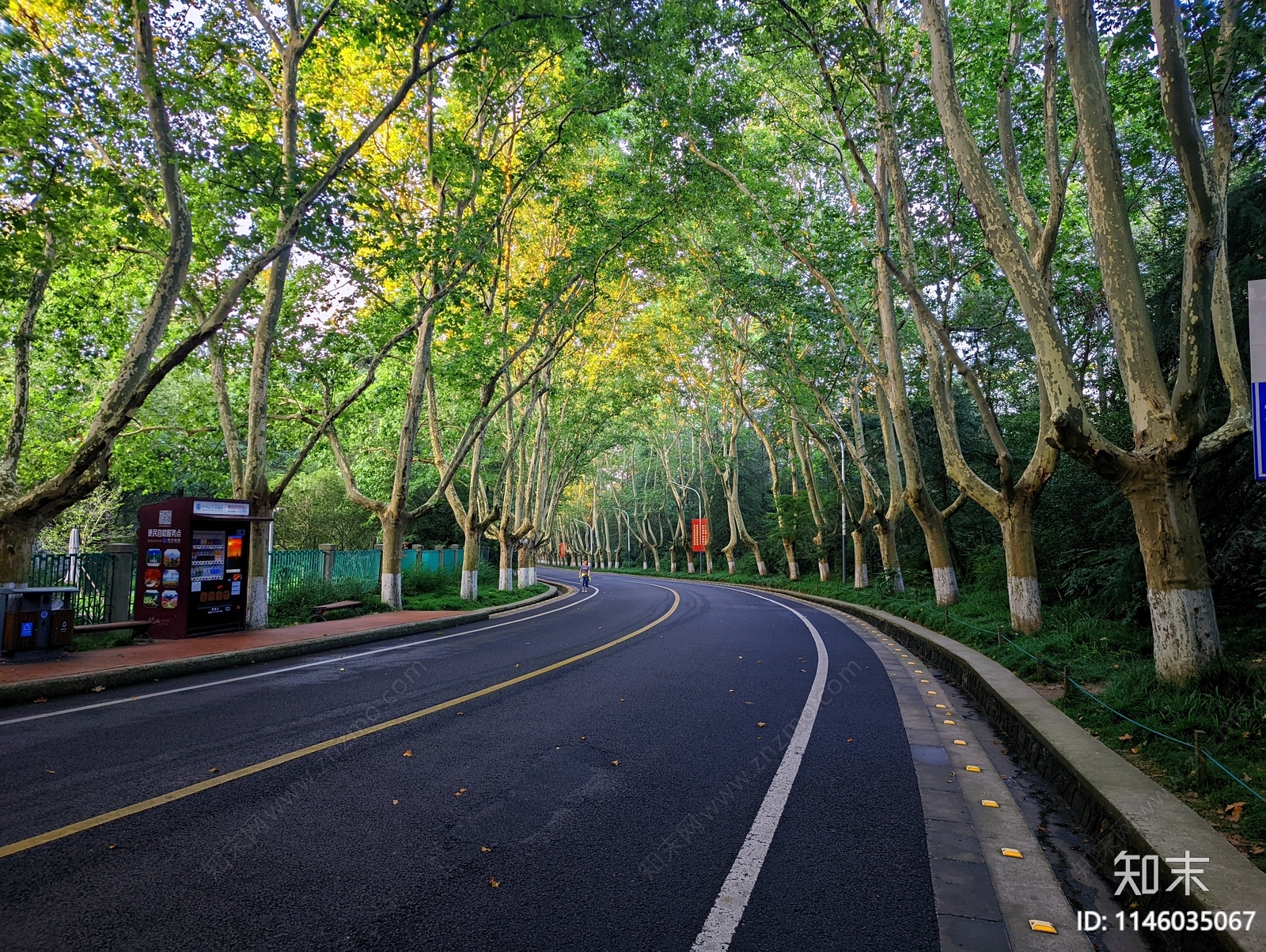 清晨林荫梧桐树大道风景贴图下载【ID:1146035067】