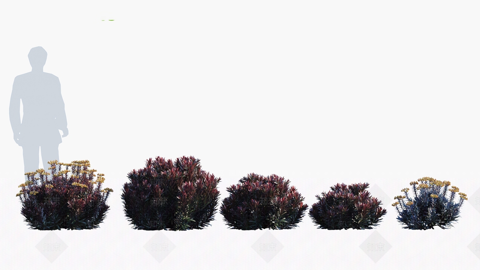 大戟科3D模型下载【ID:1146055846】