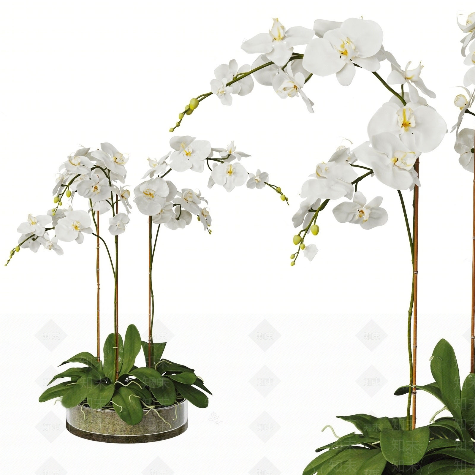 蝴蝶兰盆栽SU模型下载【ID:1146269030】