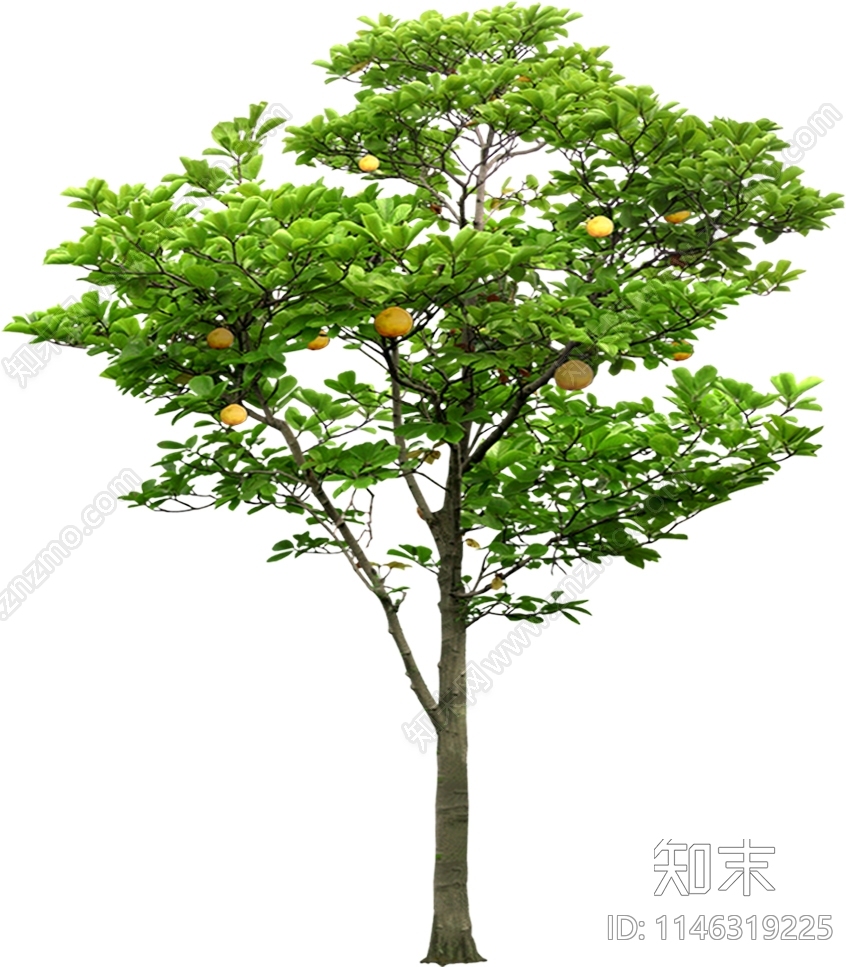 柚子树植物免抠PSD图贴图下载【ID:1146319225】