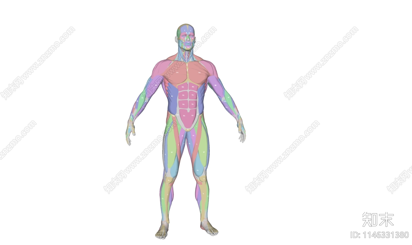 【绘画教程】男性肌肉结构解析（人体教程） - 哔哩哔哩