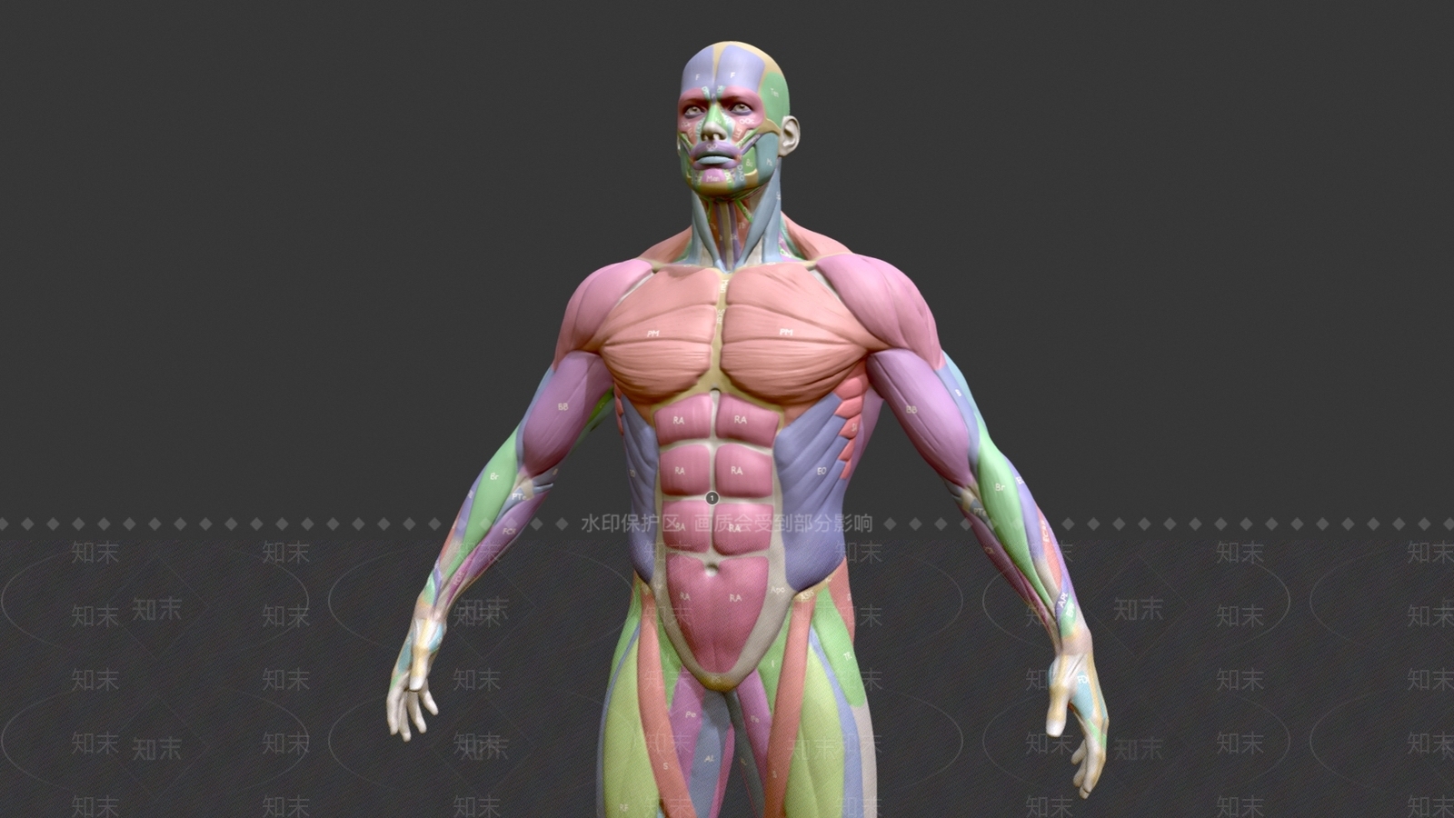 医用男性人体结构剖面模型SU模型下载【ID:1146331380】