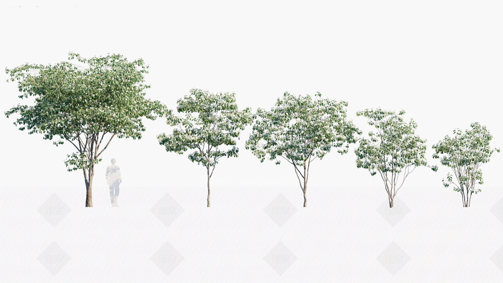 乔木3D模型下载【ID:1146348372】