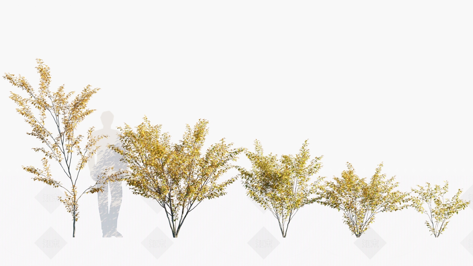 乔木3D模型下载【ID:1146360990】