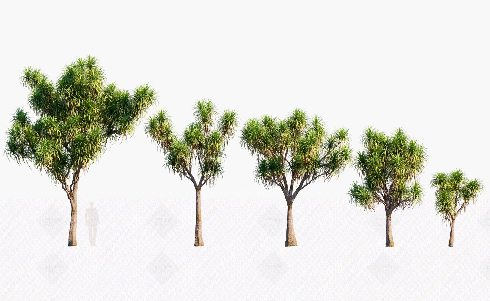 澳洲朱蕉3D模型下载【ID:1146370814】