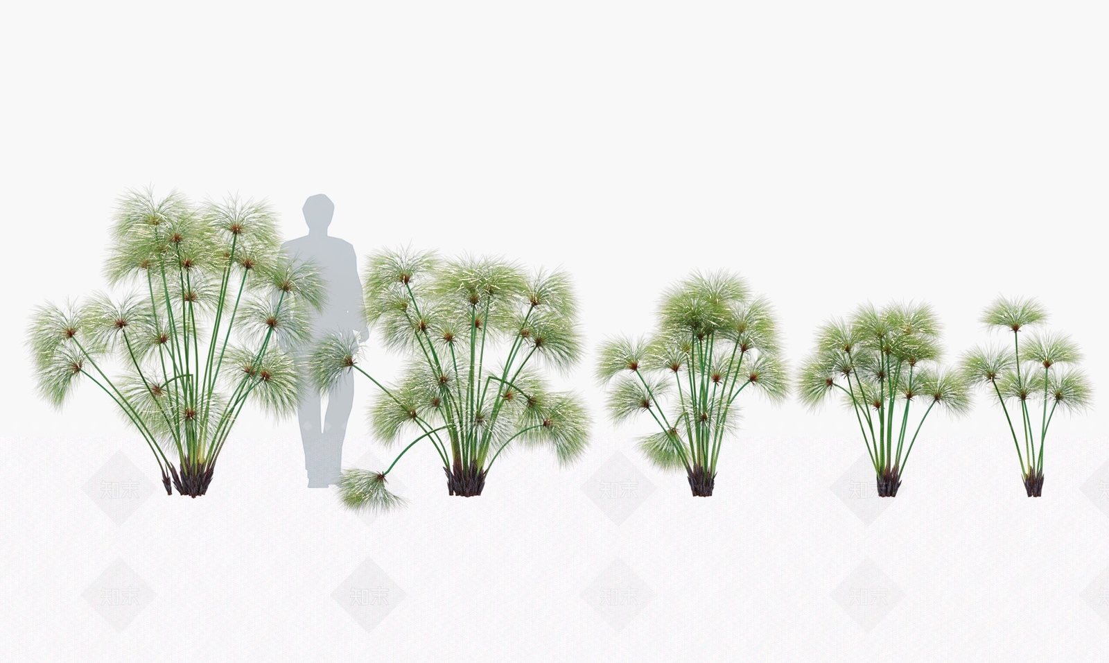 现代莎叶草3D模型下载【ID:1146412331】