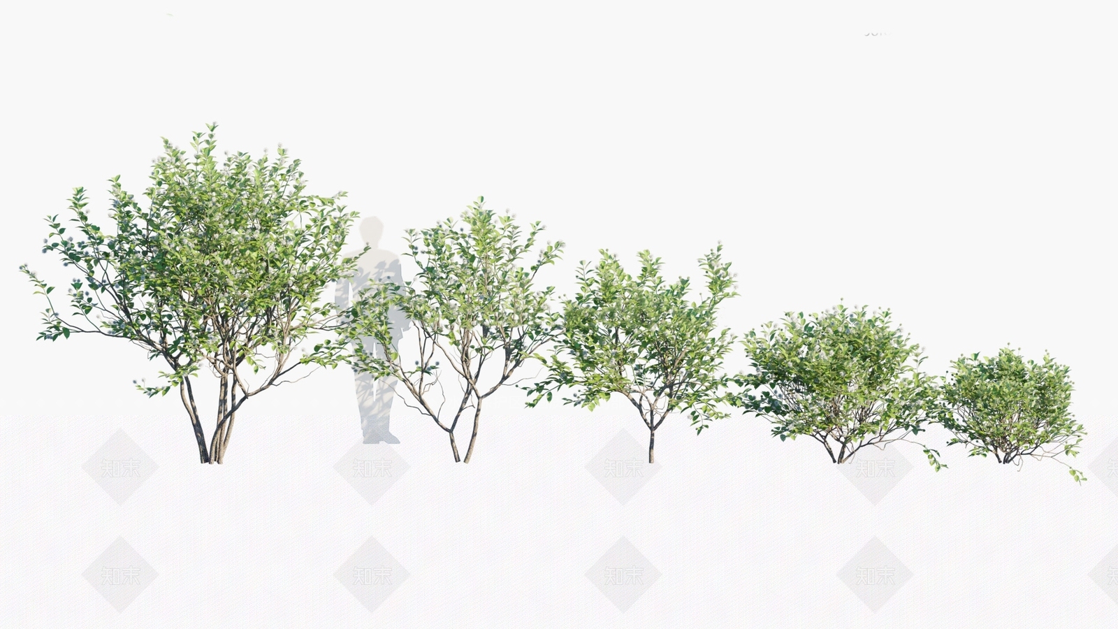 风箱树3D模型下载【ID:1146457838】