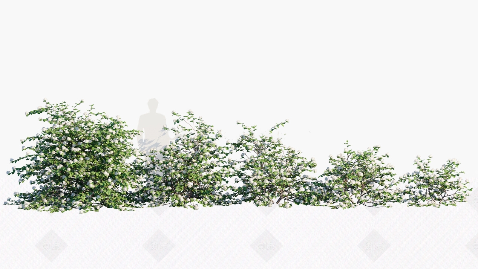 金叶风箱果3D模型下载【ID:1146458304】