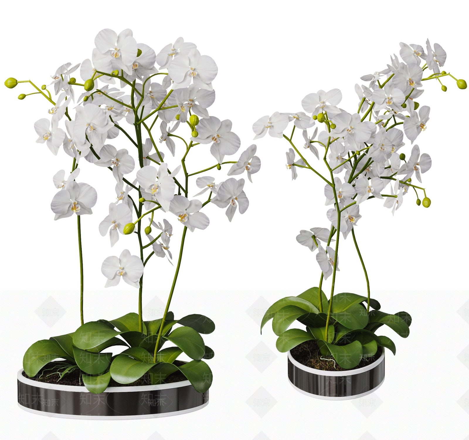 蝴蝶兰植物盆栽SU模型下载【ID:1149821999】