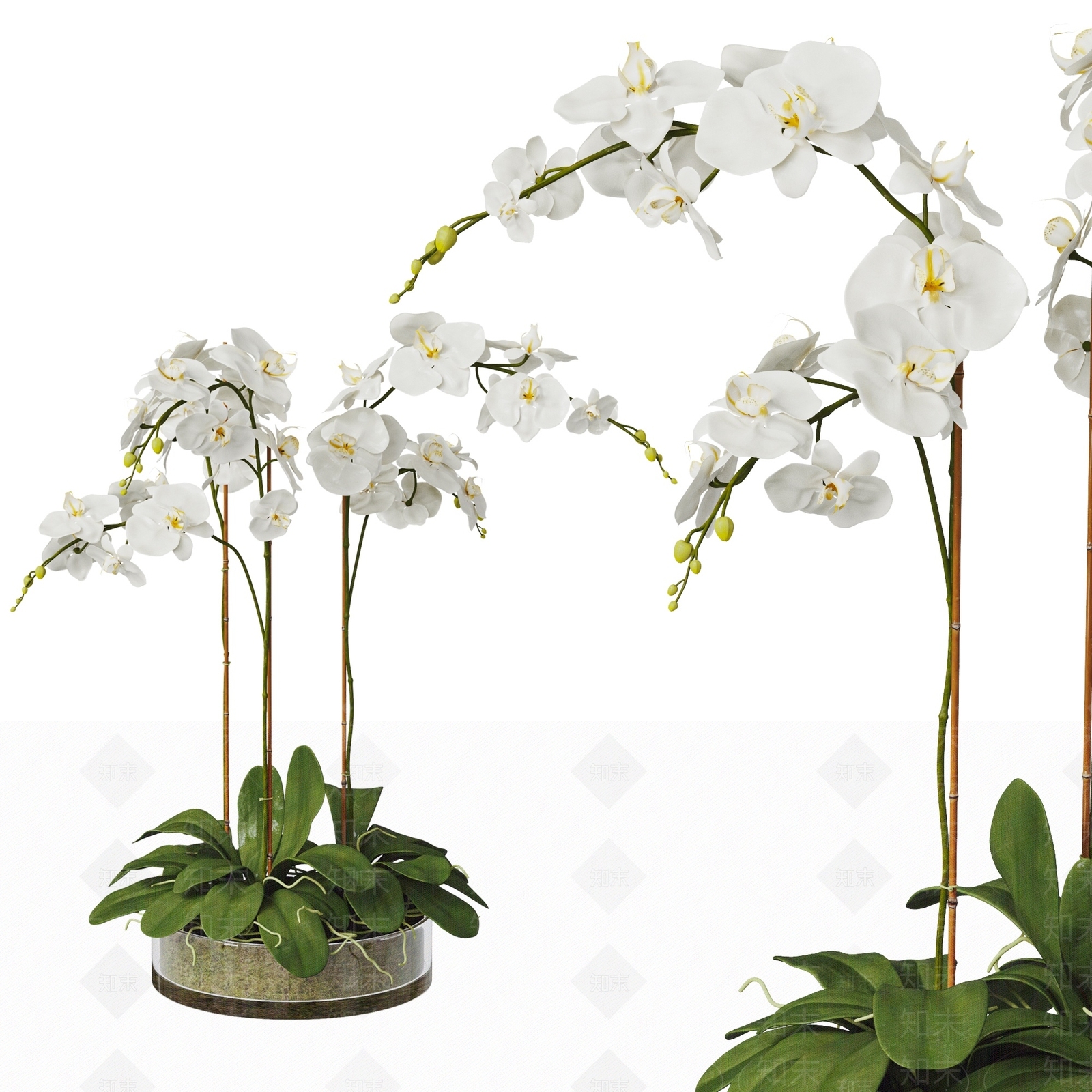 蝴蝶兰植物盆栽SU模型下载【ID:1146513112】