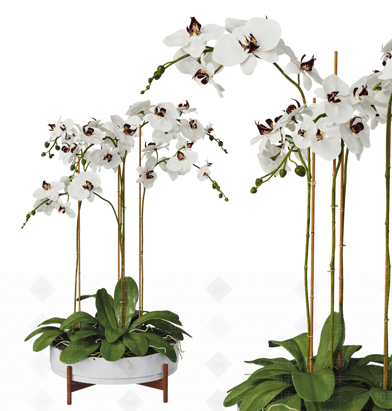 蝴蝶兰植物盆栽SU模型下载【ID:1146513138】