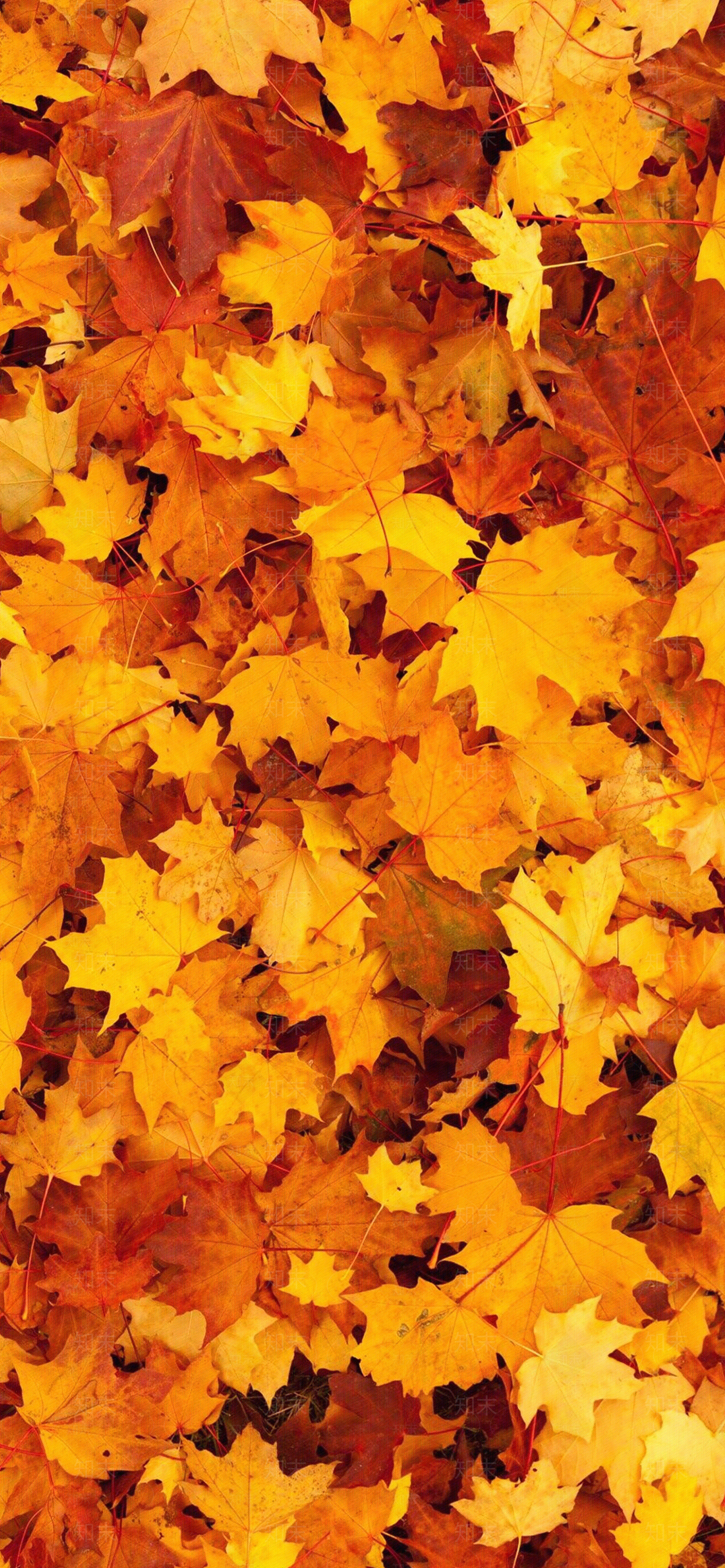 落叶地面贴图贴图下载【ID:1146532911】