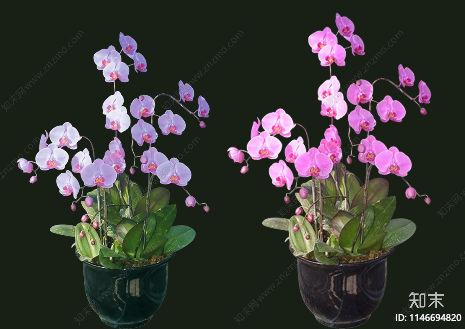 草本花卉设计素材精品下载_知末网