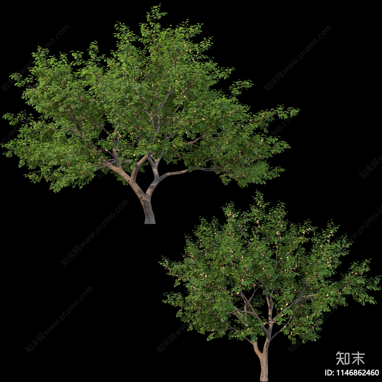 乔木设计素材精品下载_知末网