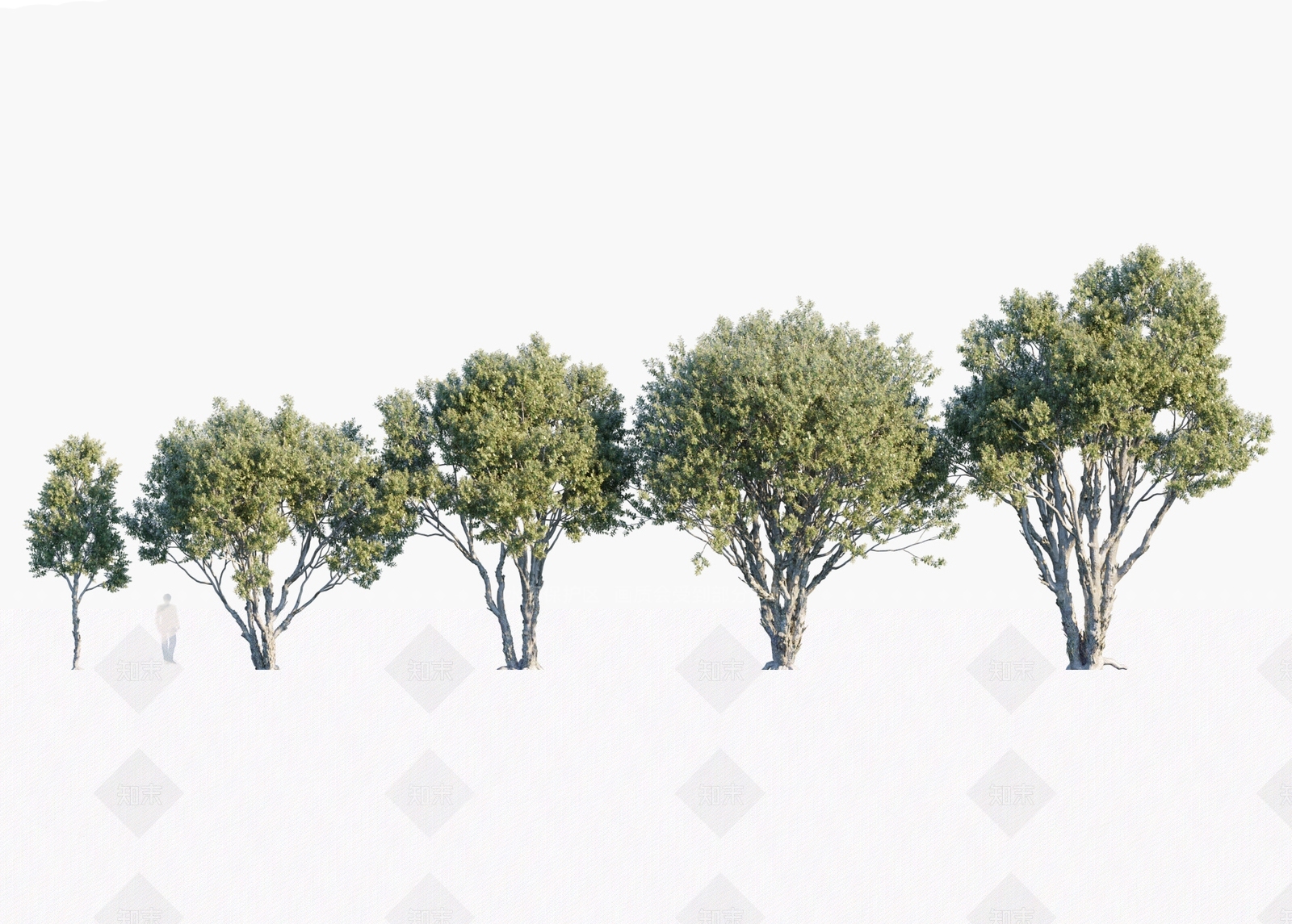 五脉白千层3D模型下载【ID:1146873622】