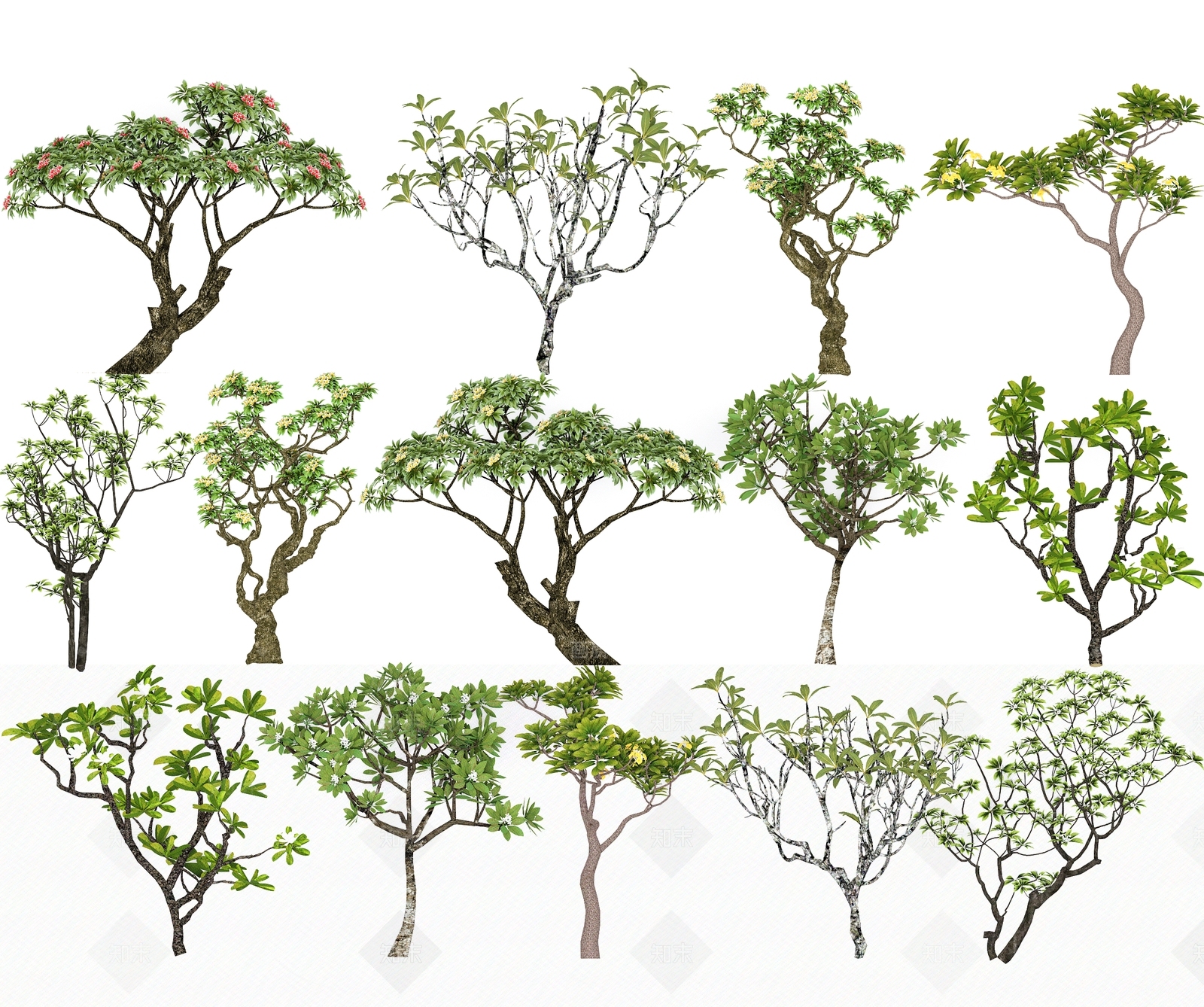 现代鸡蛋花SU模型下载【ID:1147044922】