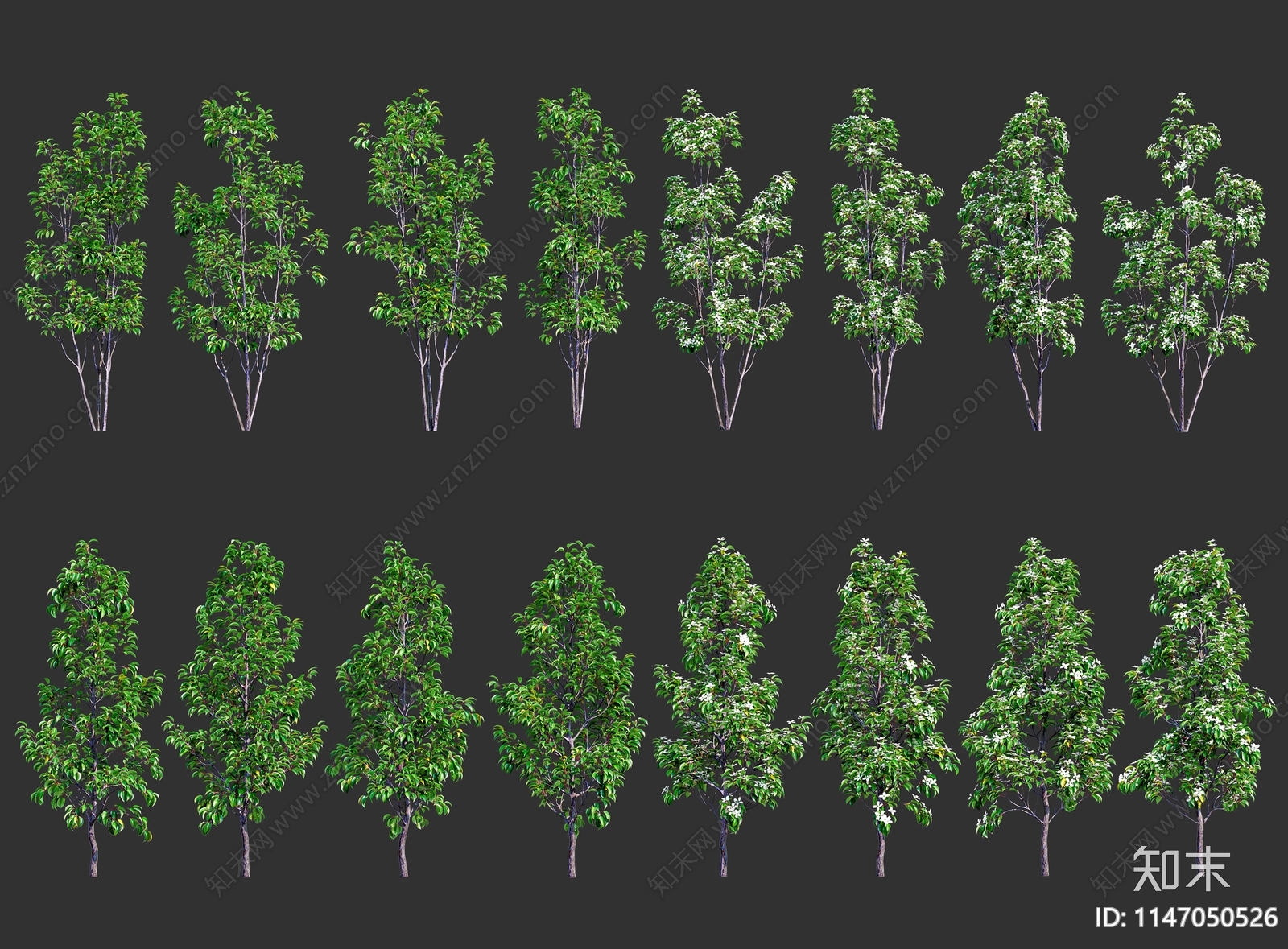 现代景观树香港四照花3D模型下载【ID:1147050526】