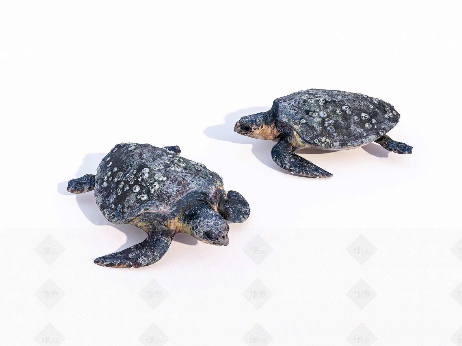 海洋爬行类动物3D模型下载【ID:1147278899】