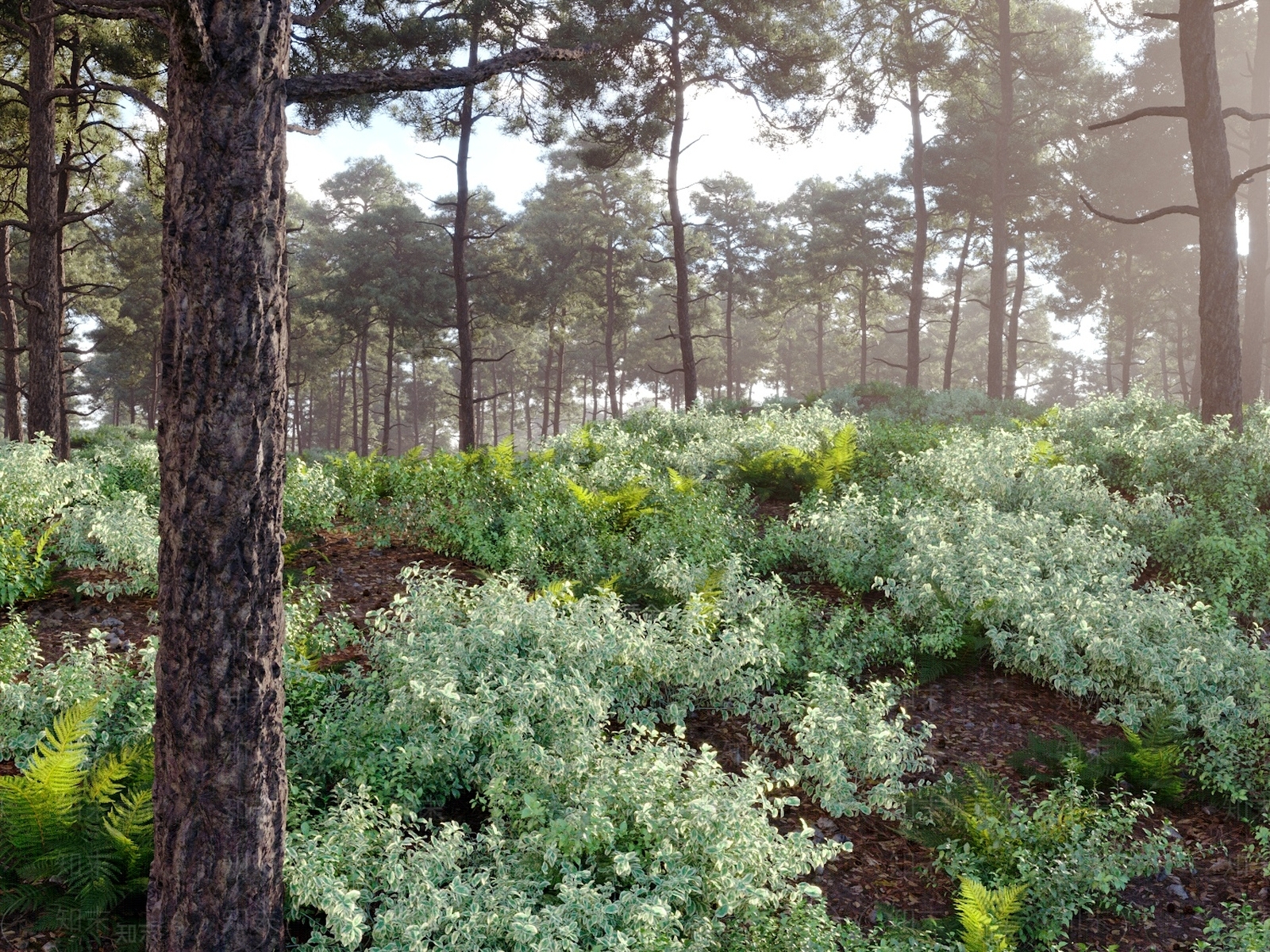 苏格兰森林尖尖树松树3D模型下载【ID:1147283116】