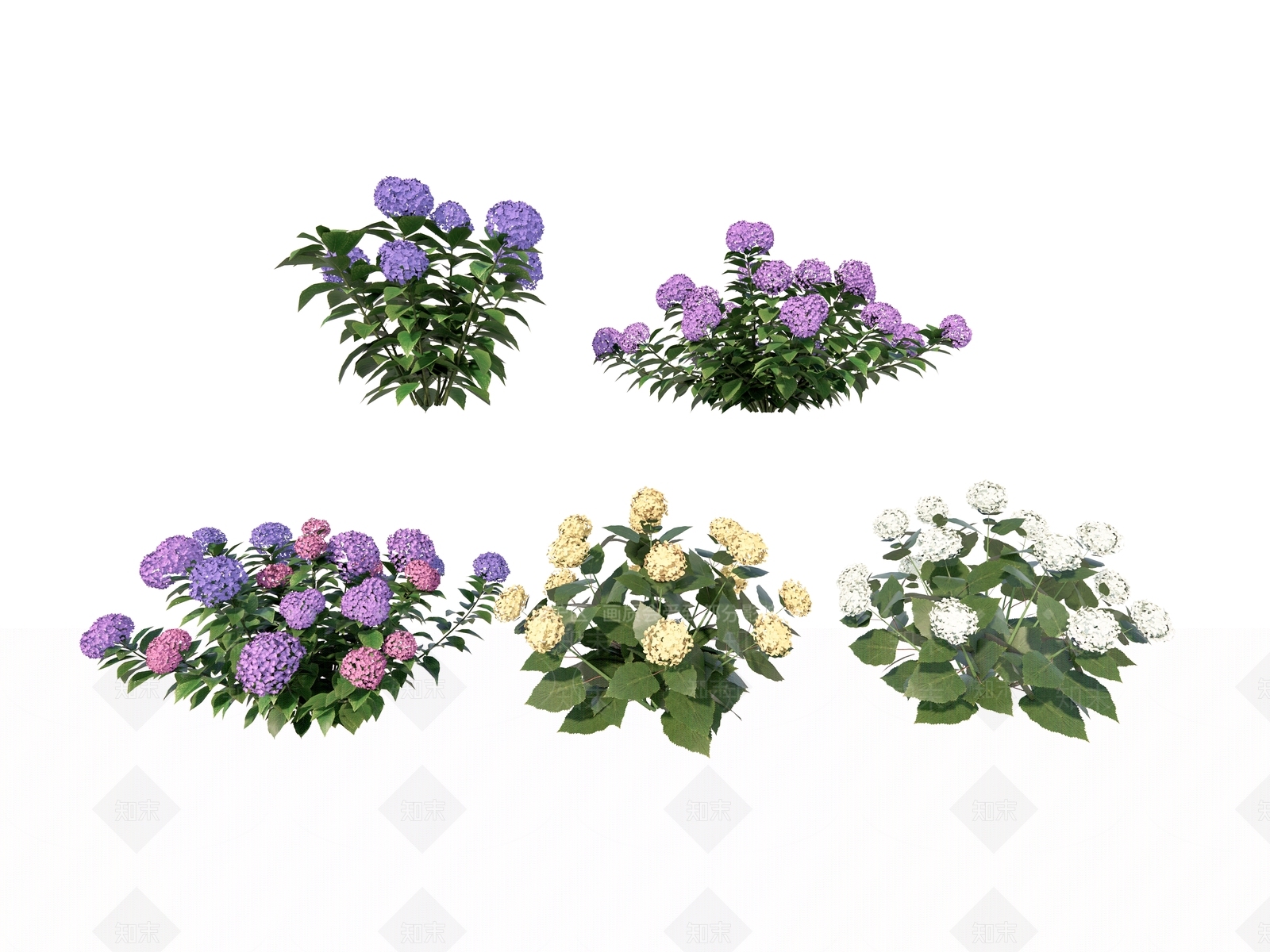 现代绣球花SU模型下载【ID:1147372978】