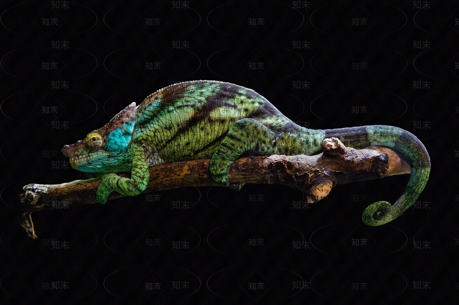 变色龙摄影动物装饰画贴图下载【ID:1147414801】