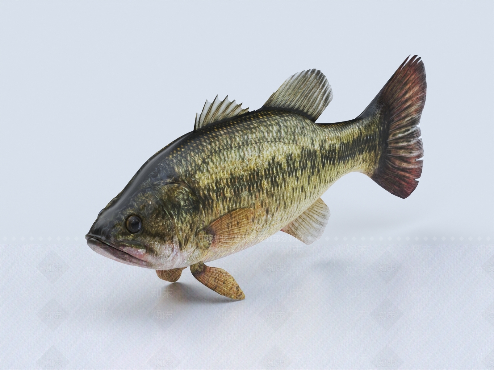鲈鱼3D模型下载【ID:1147520074】