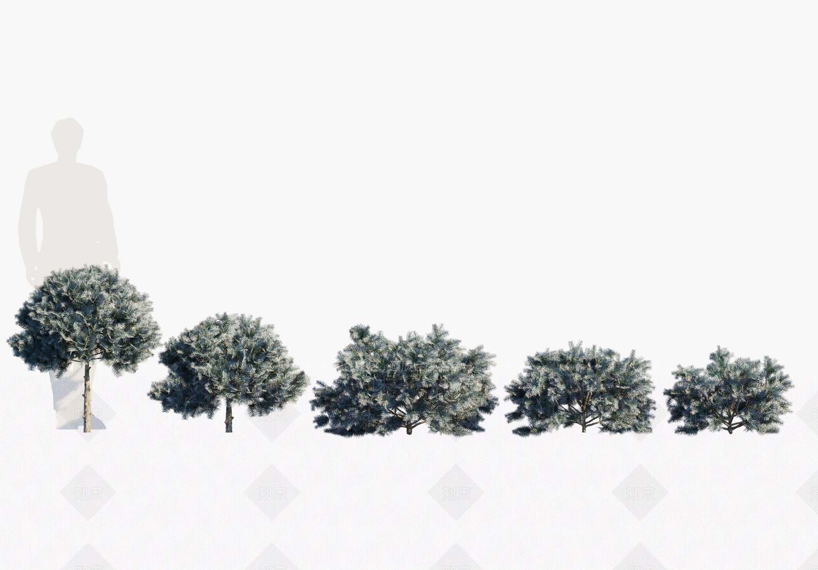 现代蓝云杉3D模型下载【ID:1147535540】