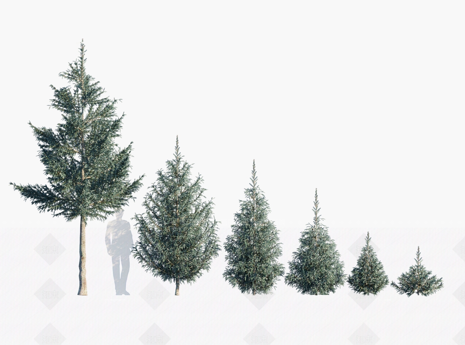 现代现代云杉3D模型下载【ID:1147536040】