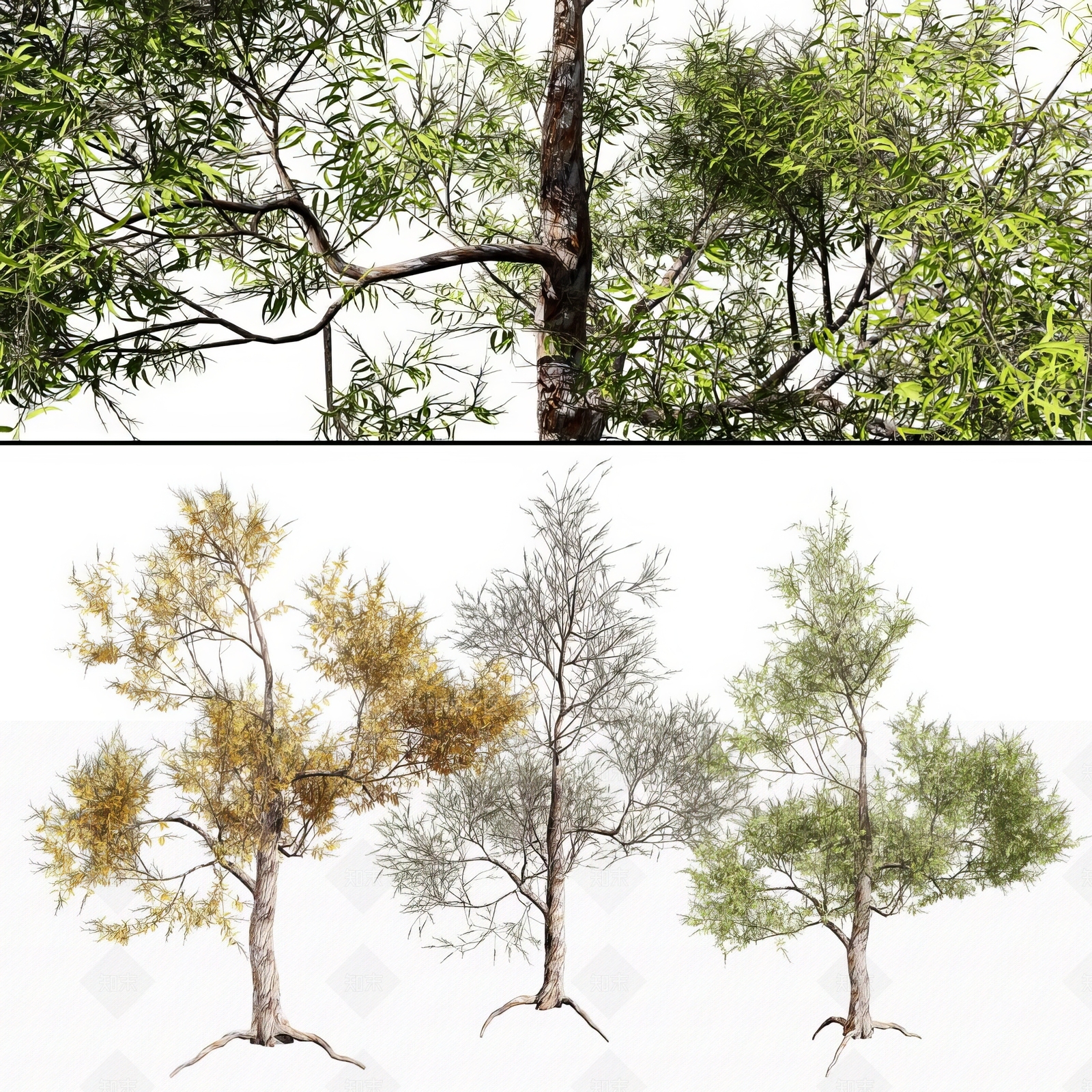 现代树木3D模型下载【ID:1147543280】