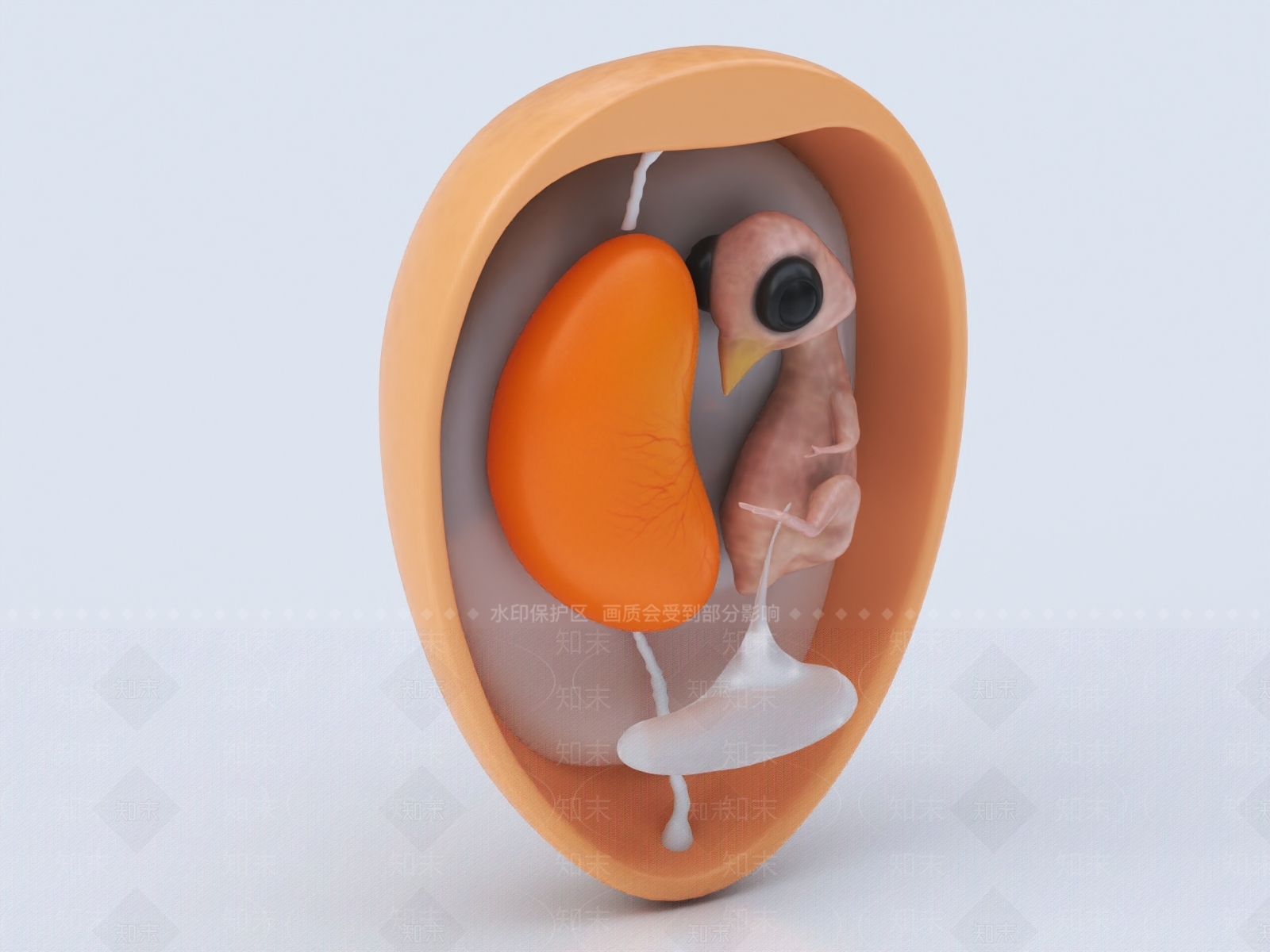 胚胎3D模型下载【ID:1147684407】