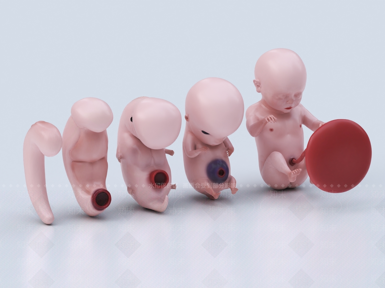 胚胎3D模型下载【ID:1147685032】