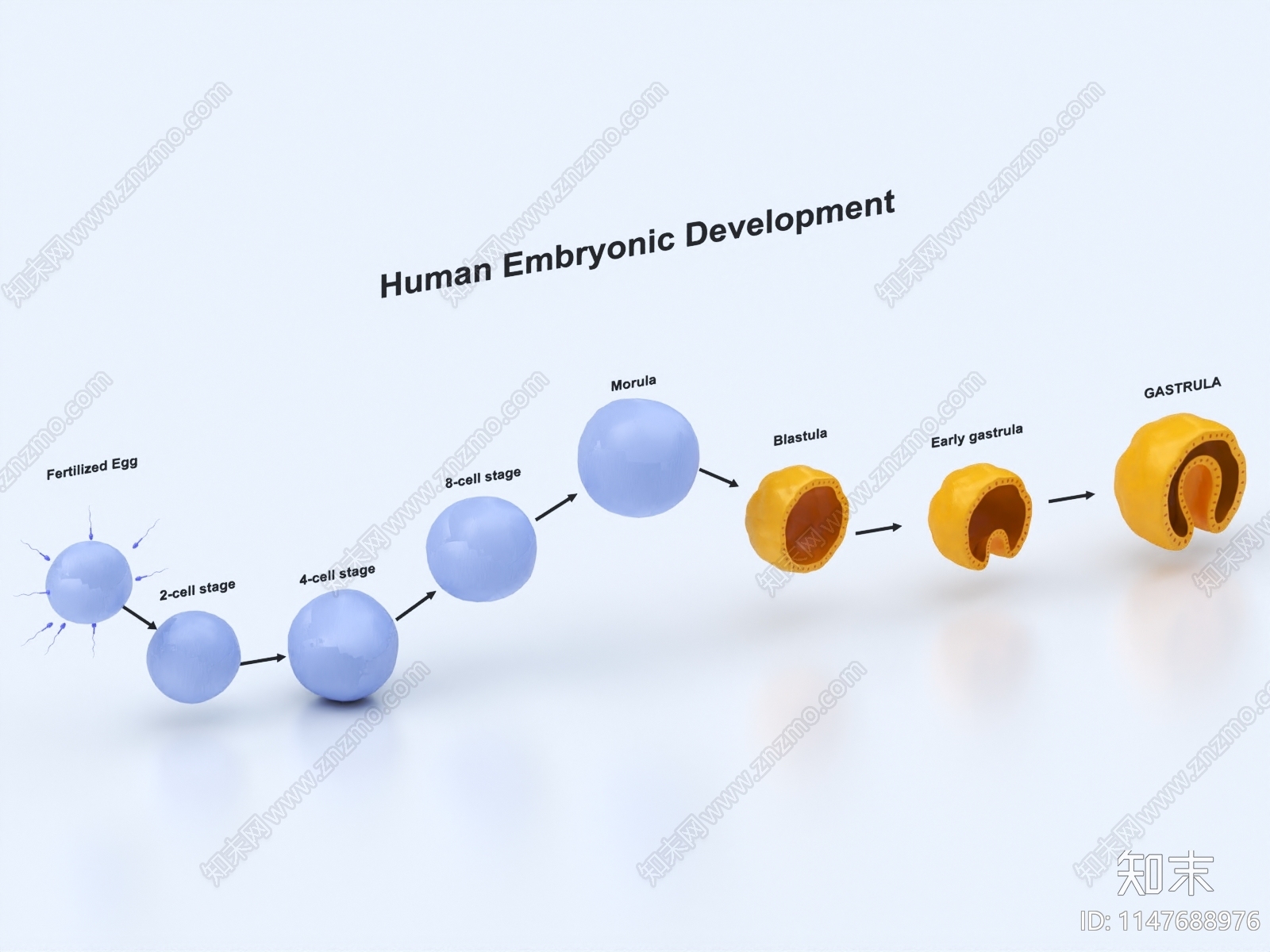 受精卵发育3D模型下载【ID:1147688976】