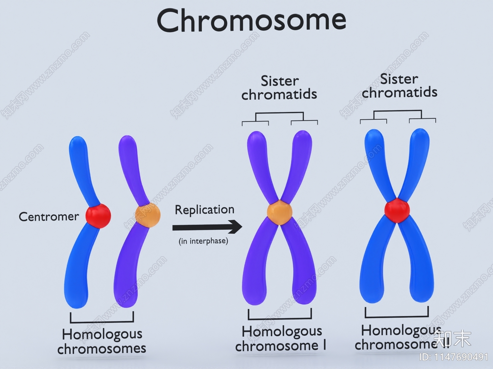 染色体3D模型下载【ID:1147690491】