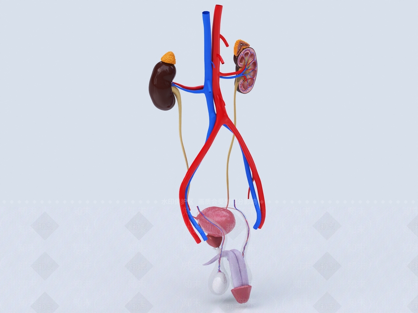 生殖系统3D模型下载【ID:1147727527】