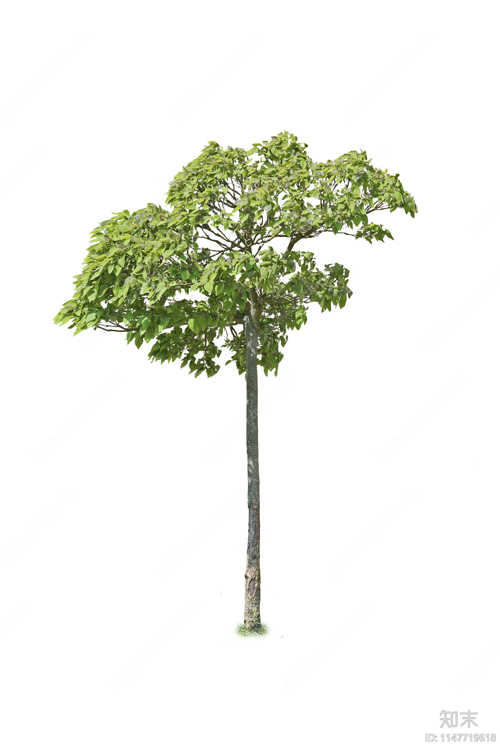 png免抠植物乔木小树庭院树景观树稀疏树中景树下载【ID:1147719618】undefined