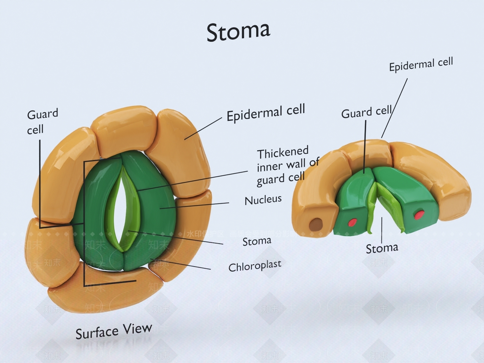 现代植物气孔结构墙饰3D模型下载【ID:1147736295】