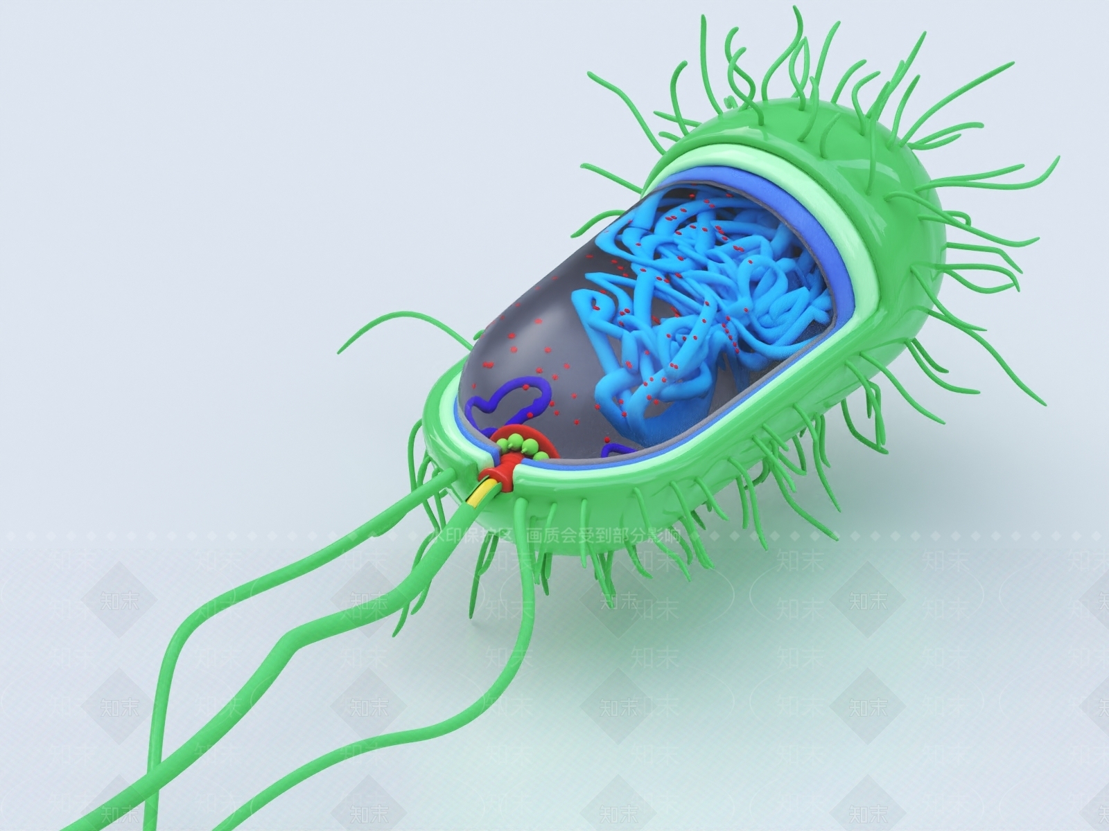 原核生物细胞3D模型下载【ID:1147740008】