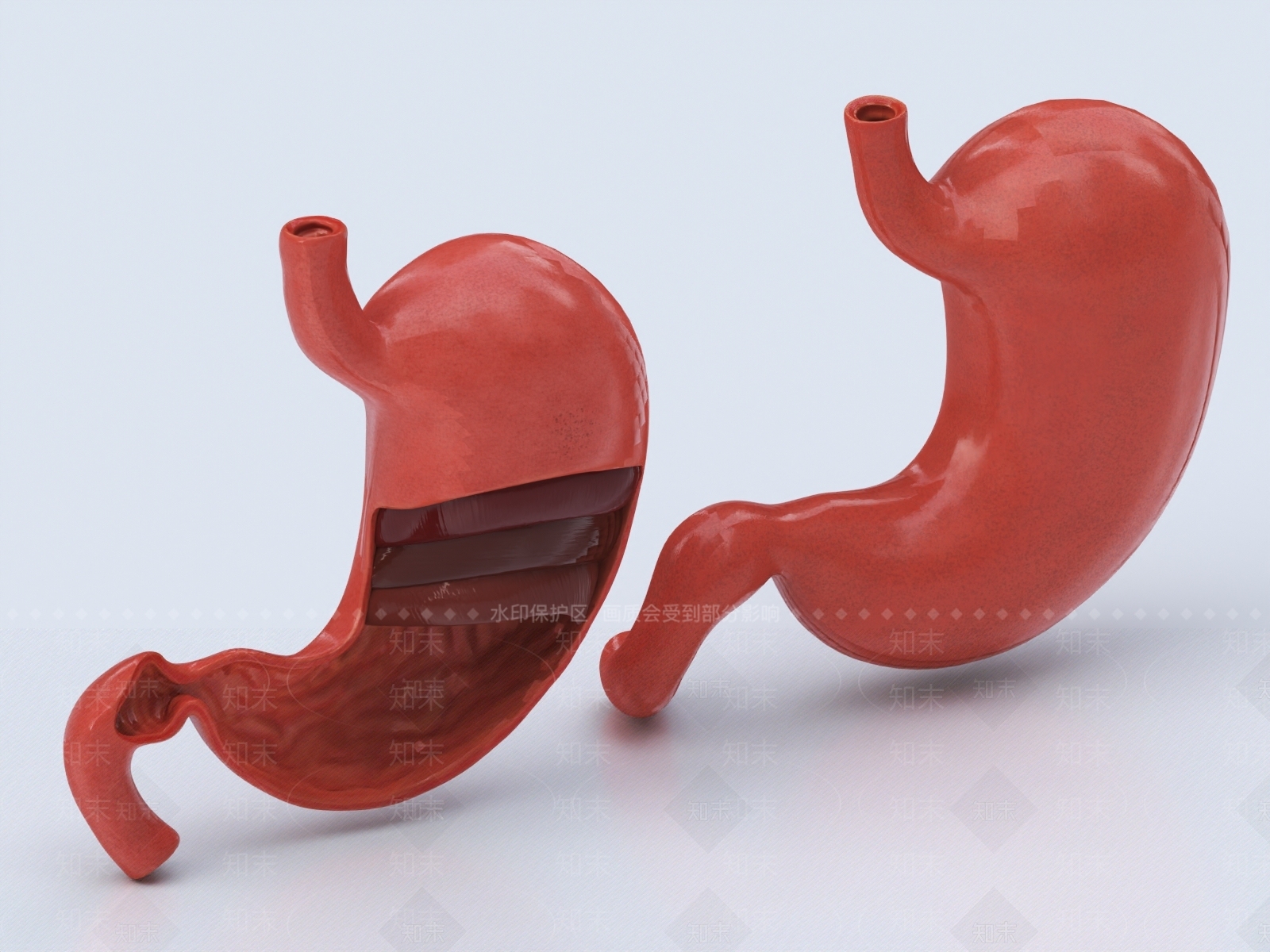 胃3D模型下载【ID:1147761390】