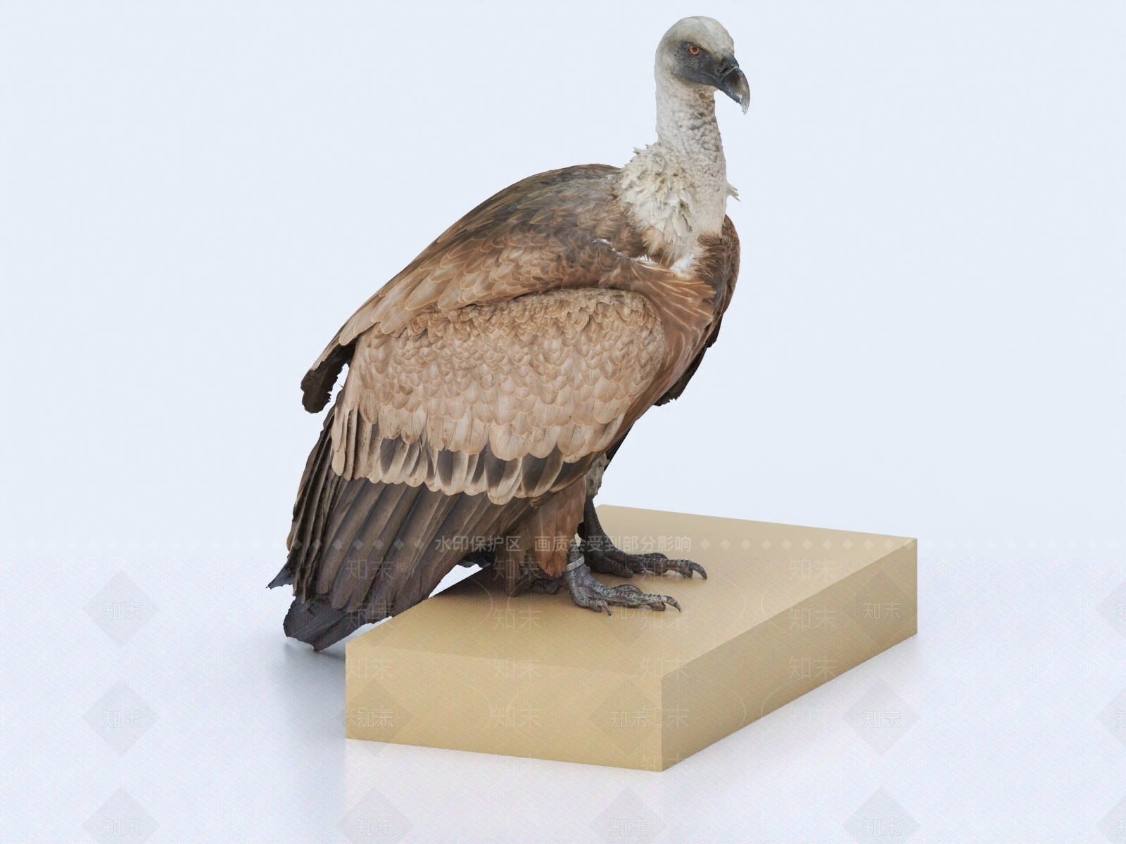 秃鹫3D模型下载【ID:1147874518】