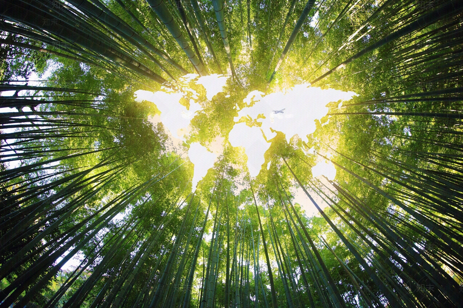 阳光穿透树林创意世界地图贴图下载【ID:1147936374】